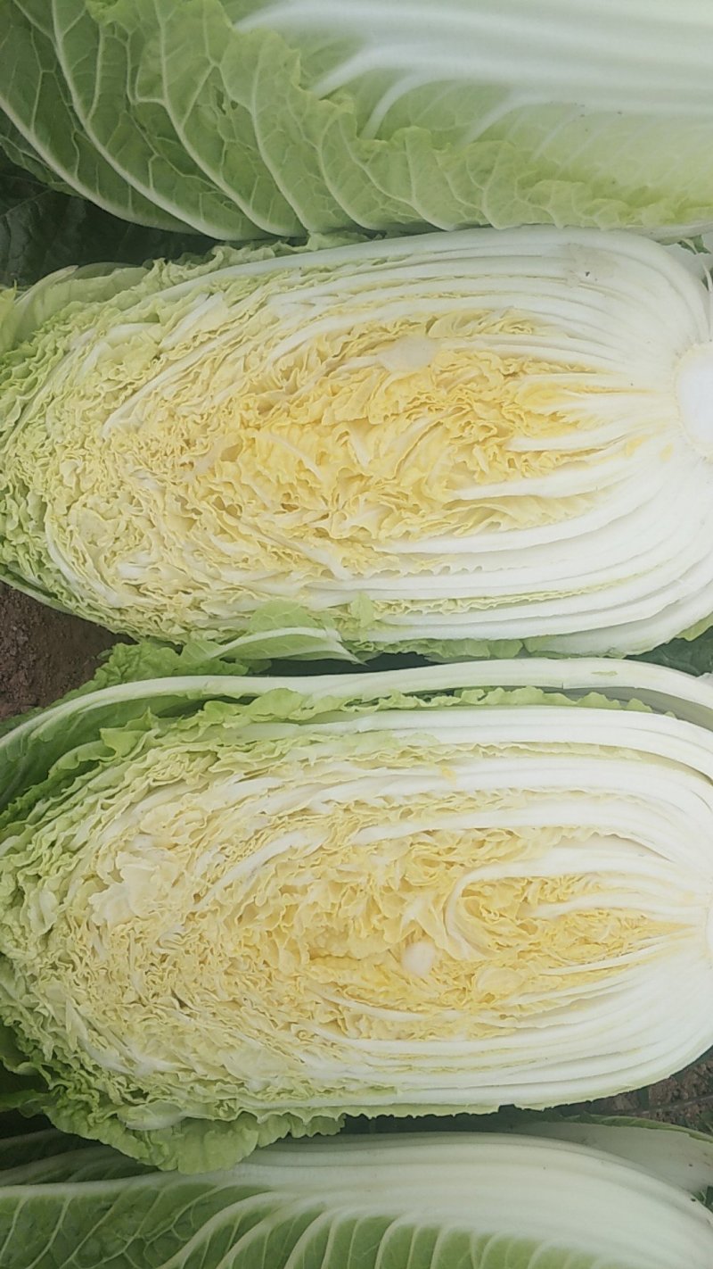 黄心白菜，形状和娃娃菜一样，就是比娃娃菜大一点