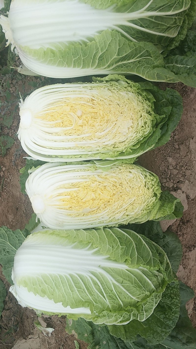 黄心白菜，形状和娃娃菜一样，就是比娃娃菜大一点