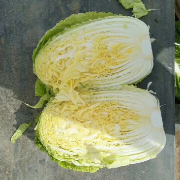 【精品】娃娃菜4~5两以上！白银靖远本地的！可视频看货
