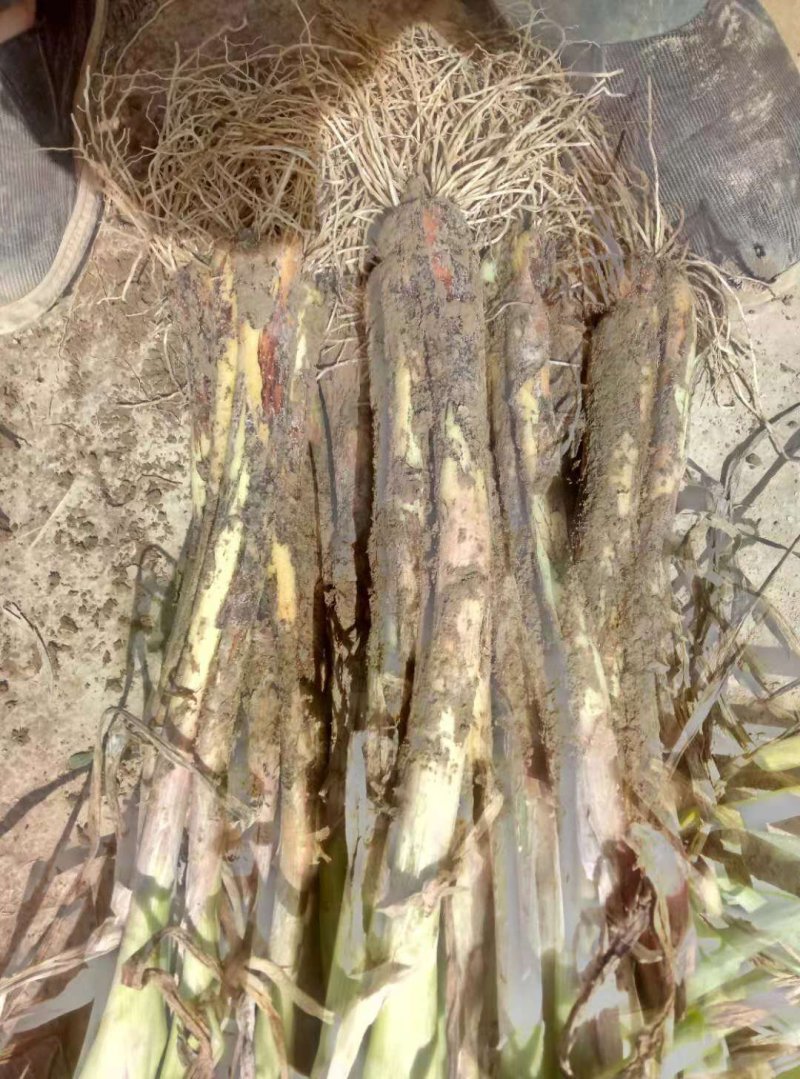 甘肃白银红葱大葱！现有青葱！杆粗叶绿！精品货有需要的联系