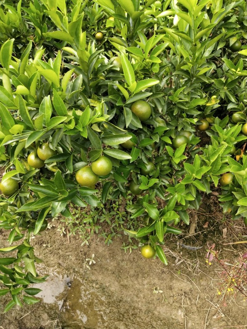 红橘苗东方红桔杯苗（大苗）