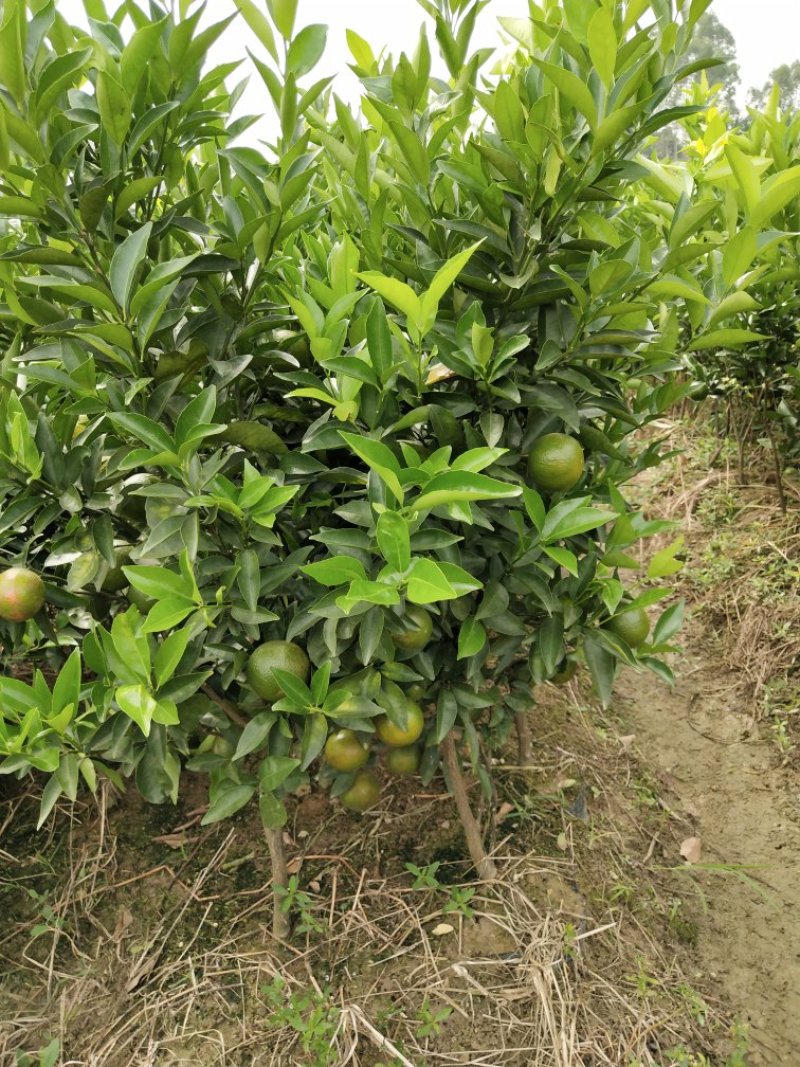 红橘苗东方红桔杯苗（大苗）
