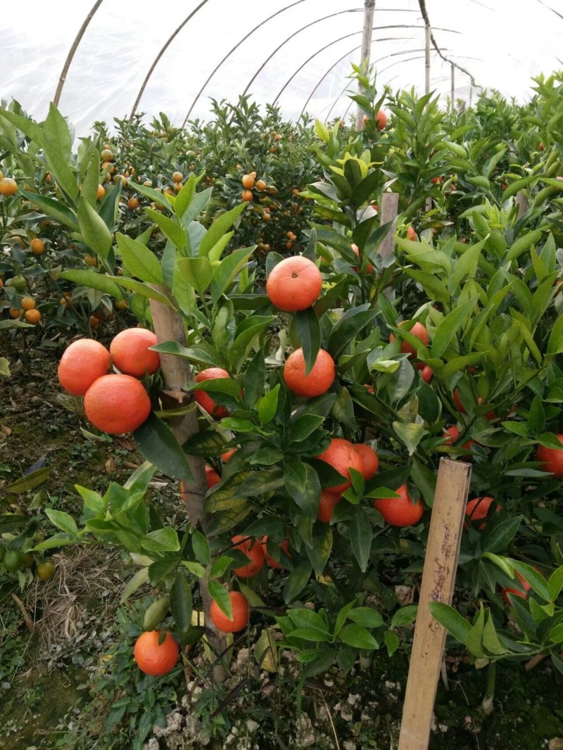 红橘苗东方红桔杯苗（大苗）