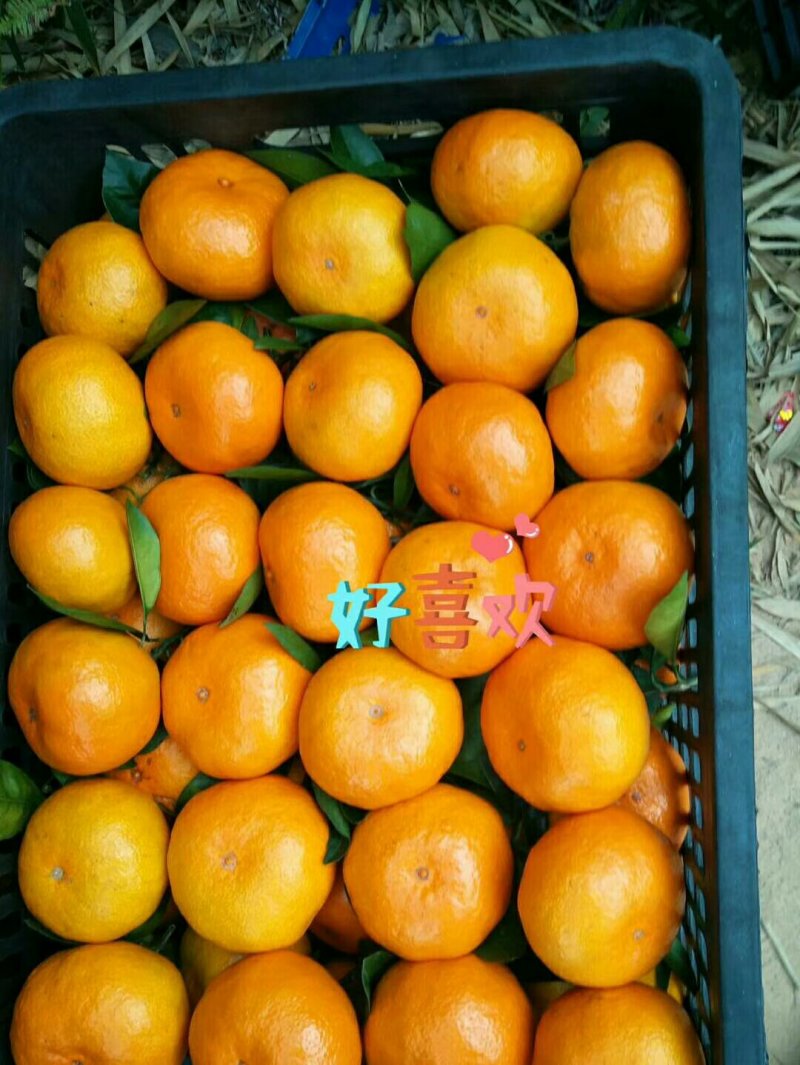 湖北三峡早熟蜜橘口感甜，水分足。产地一手货源！