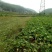 养殖种植用地
