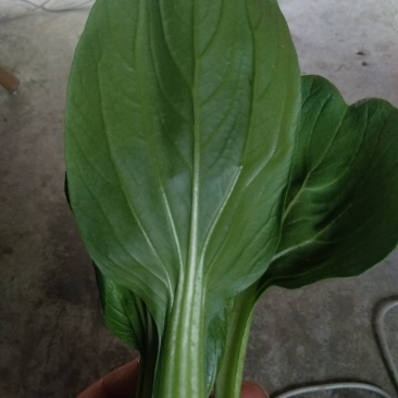 精品青菜毛白菜常年供应