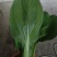 精品青菜毛白菜常年供应