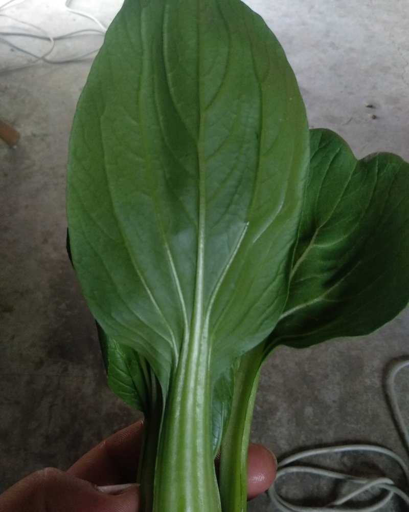精品青菜毛白菜常年供应