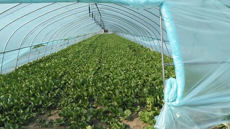 精品青菜毛白菜常年供应