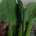 精品青菜毛白菜常年供应