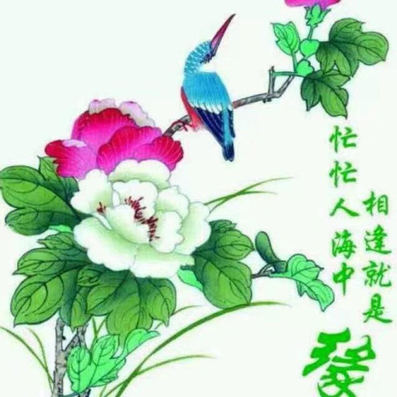 瓦松草