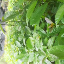 牛油果苗