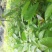 牛油果苗