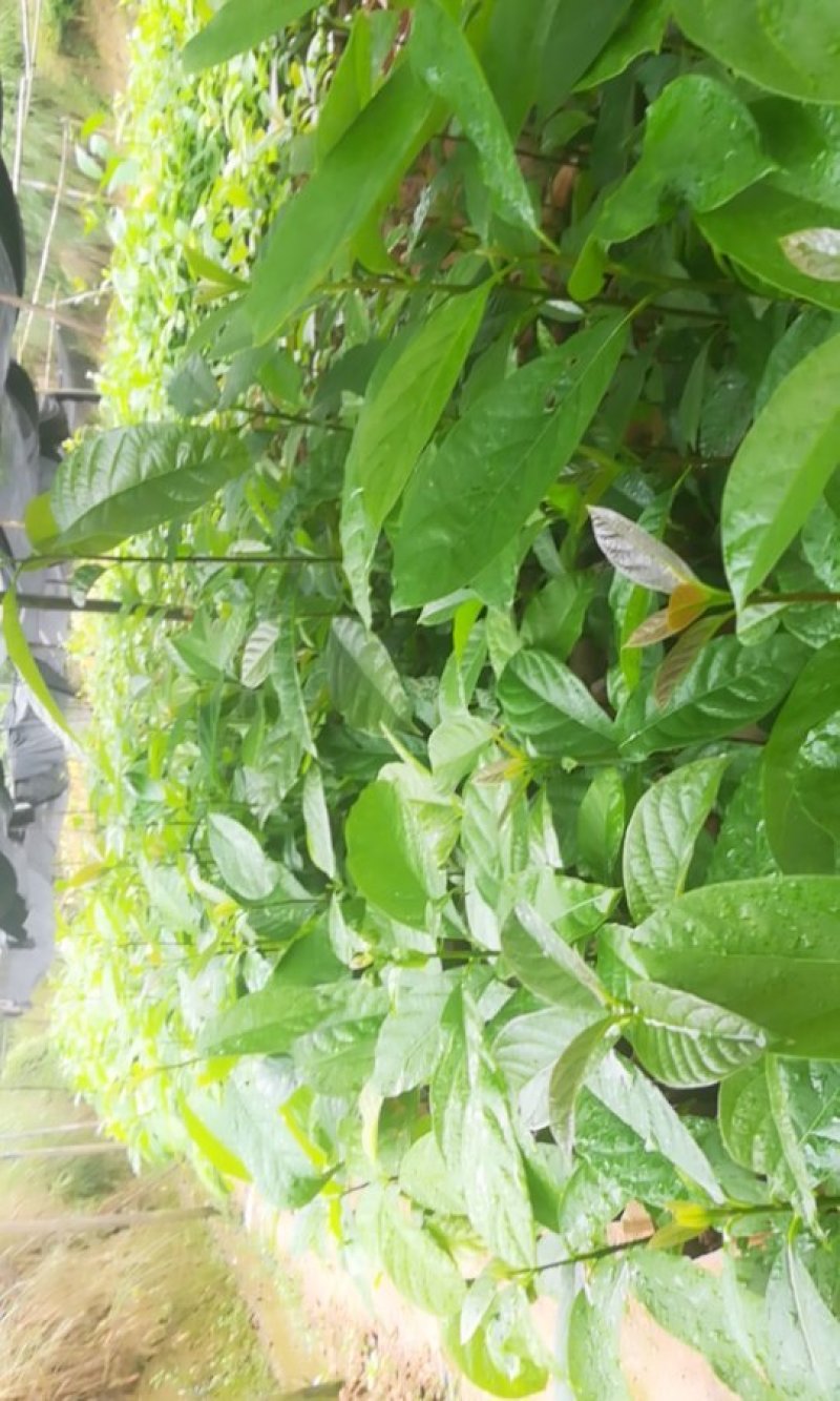 牛油果苗