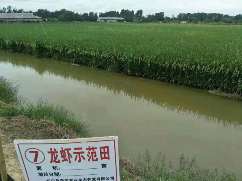 水田