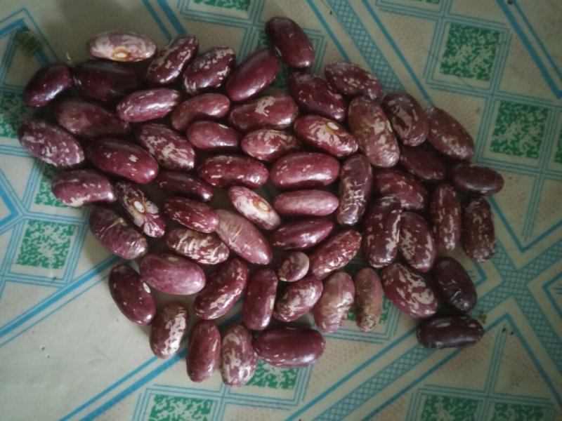 有机杂粮