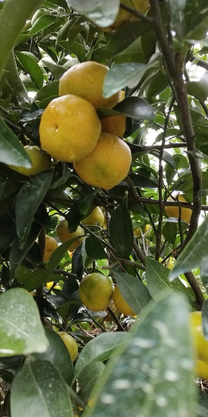 江西南丰蜜橘，纯自家果园种植，纯绿色产品，无公害产品，包