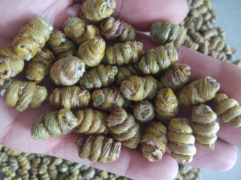 金福堂铁皮石斛枫斗新货品质量，肉质饱满，一手货源批发