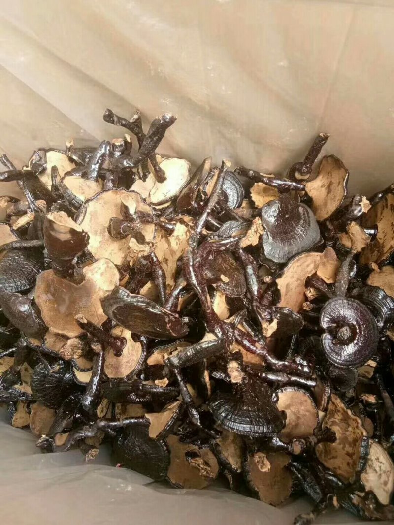 灵芝长腿黑灵芝