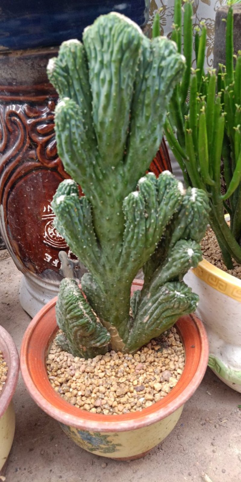 仙人掌