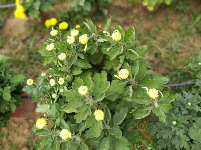 菊花26硬盆