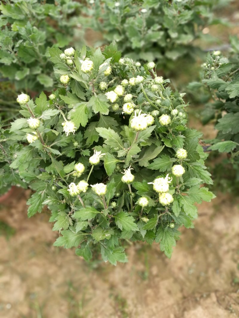 菊花26硬盆
