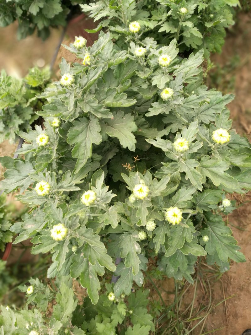 菊花26硬盆