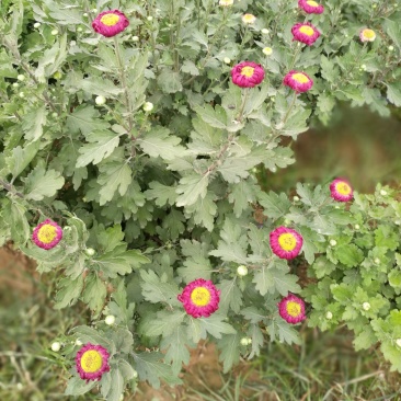 菊花26硬盆