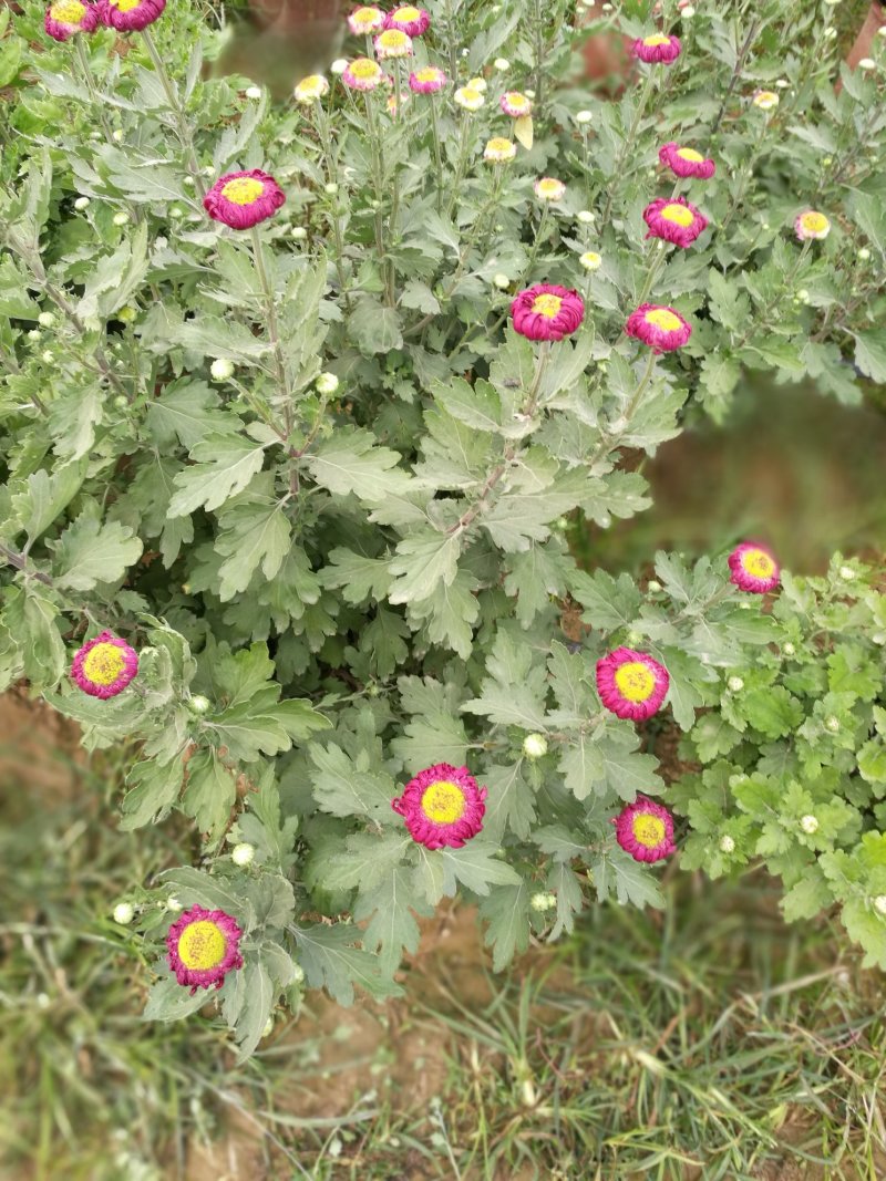 菊花26硬盆