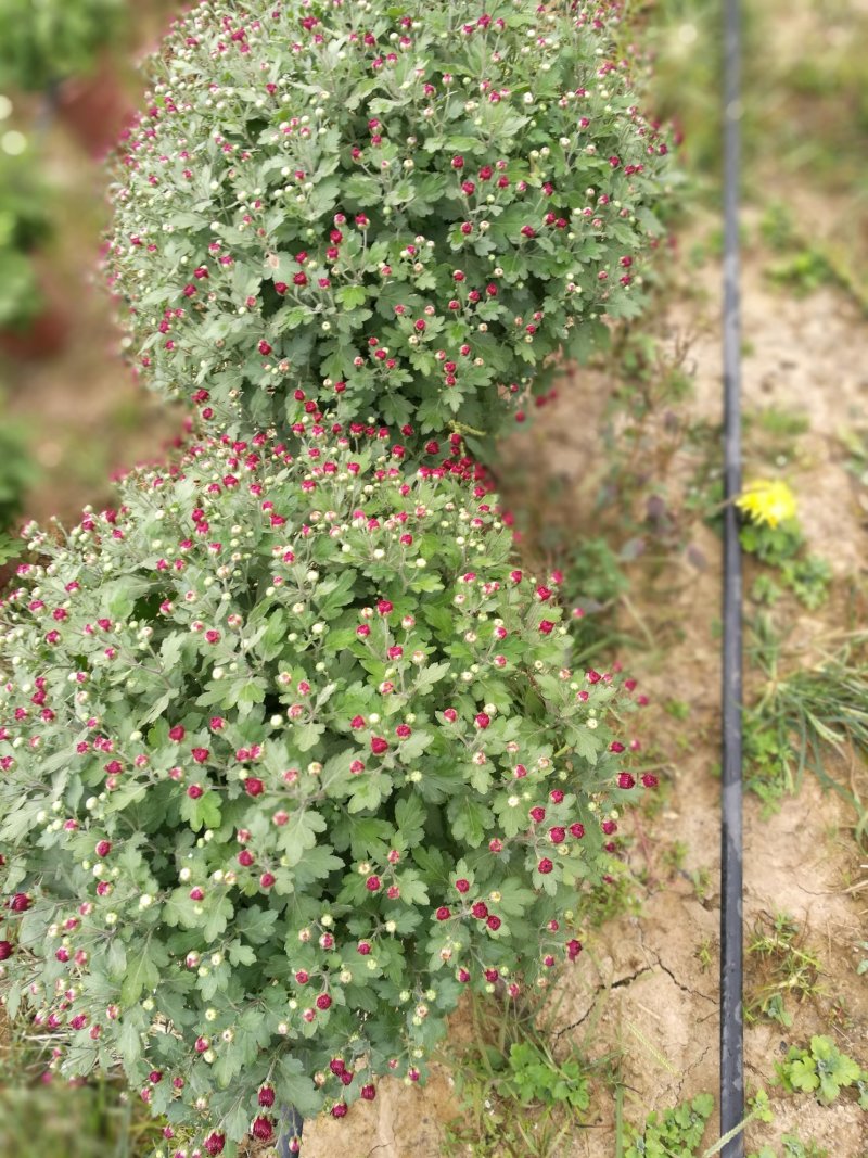 菊花26硬盆