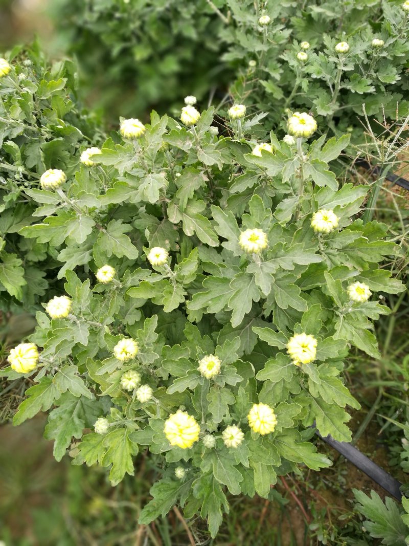 菊花26硬盆