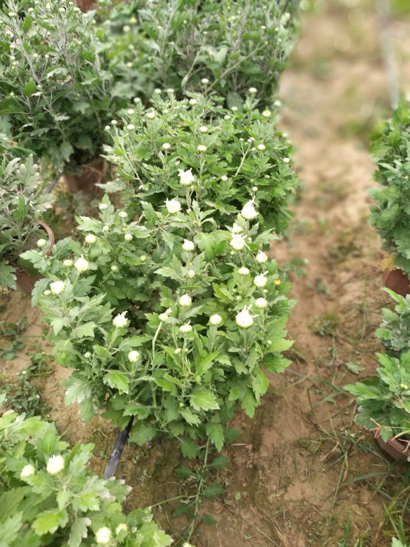 菊花26硬盆
