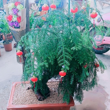澳洲杉