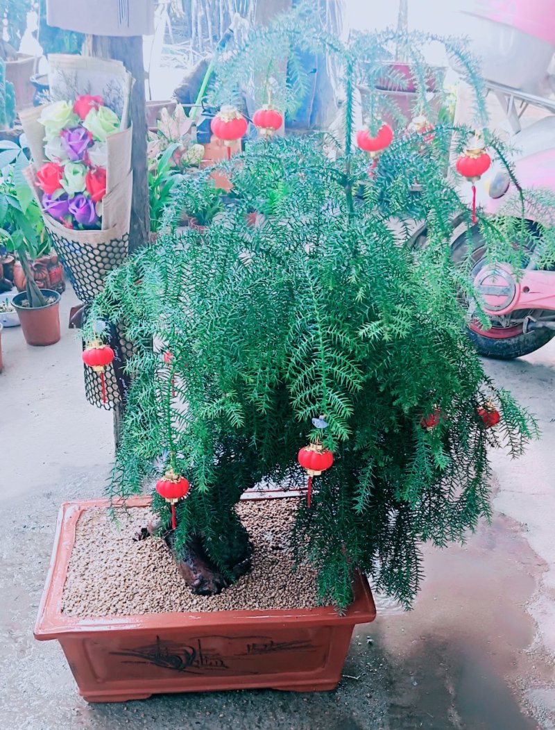 澳洲杉