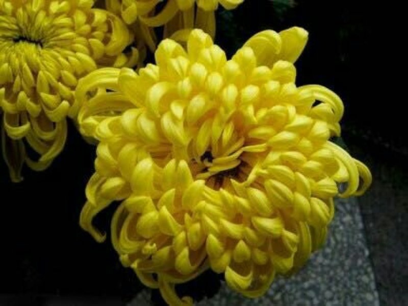 菊花