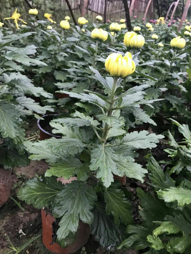 菊花