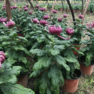 菊花