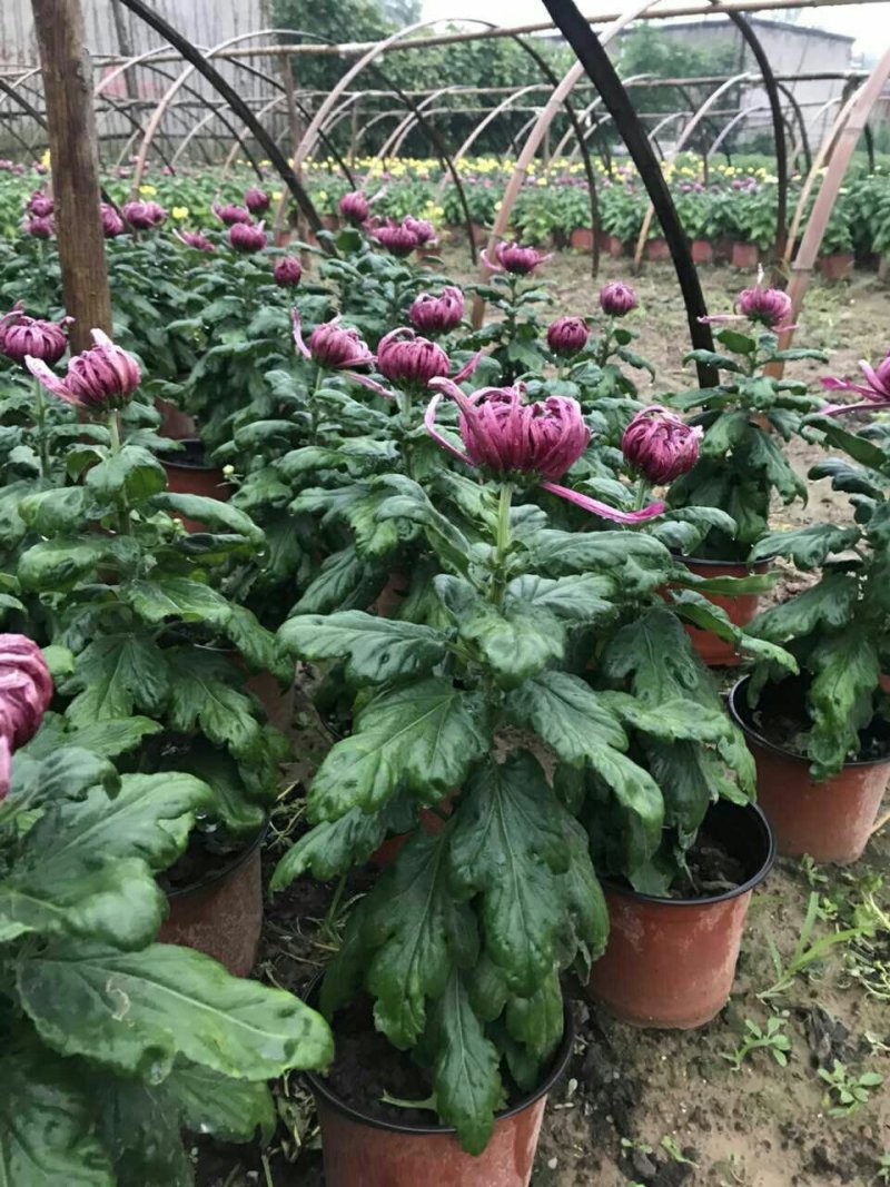 菊花