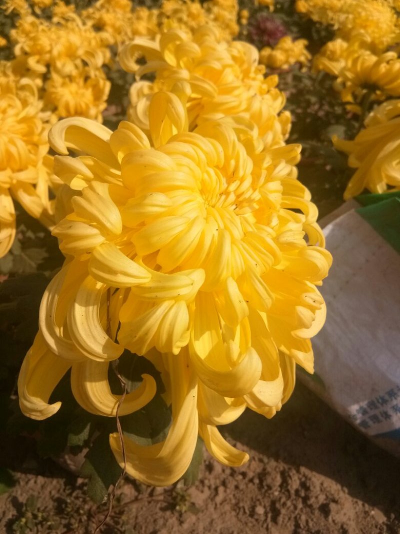 菊花