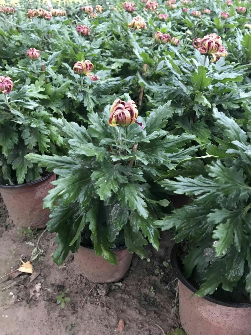 菊花