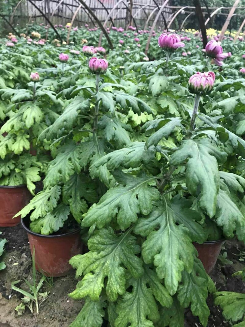 菊花