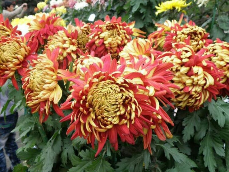 菊花