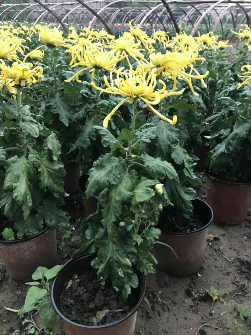菊花