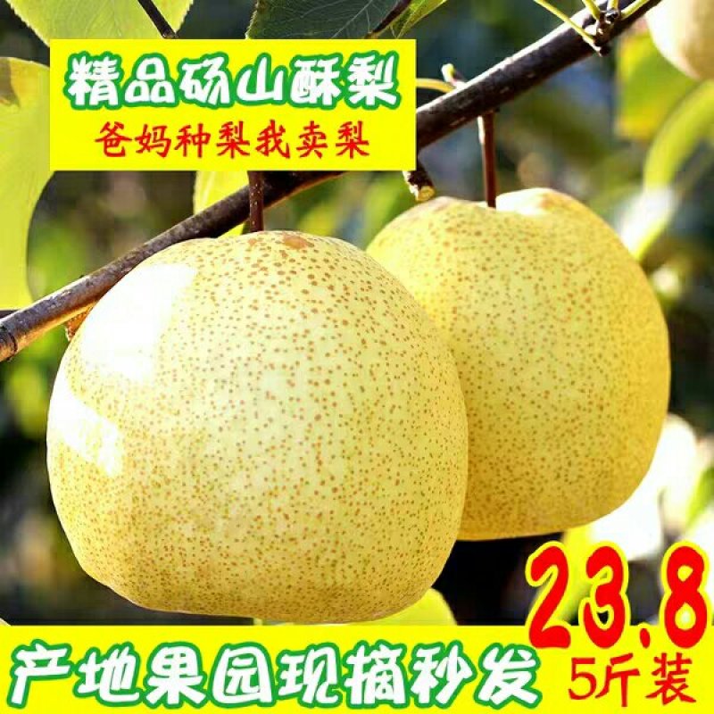 砀山酥梨可批发可零售零售有五斤十斤两种规格