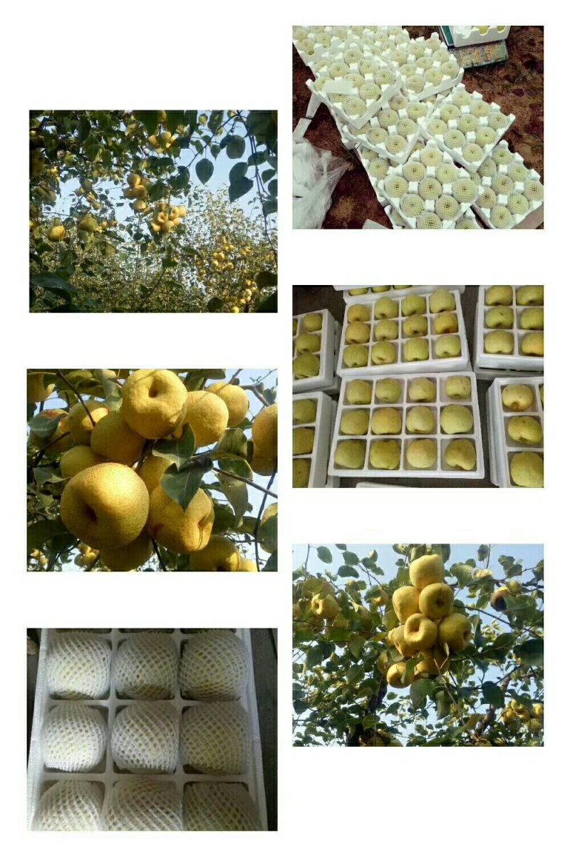 砀山酥梨可批发可零售零售有五斤十斤两种规格