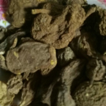 金果榄地苦胆