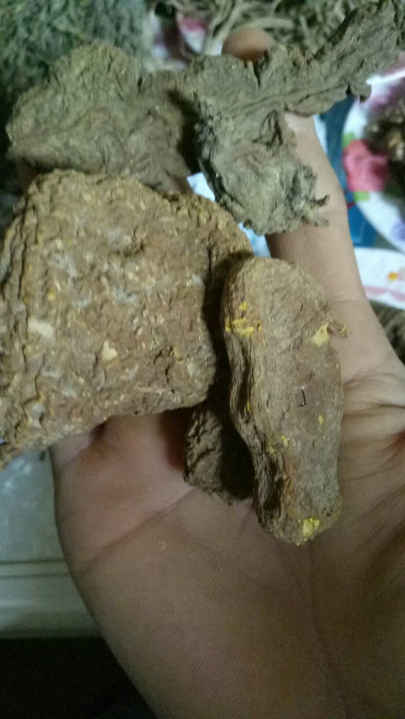 金果榄地苦胆