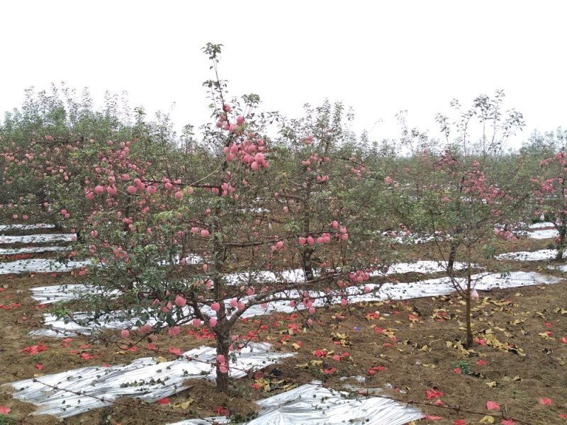 苹果