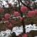 苹果