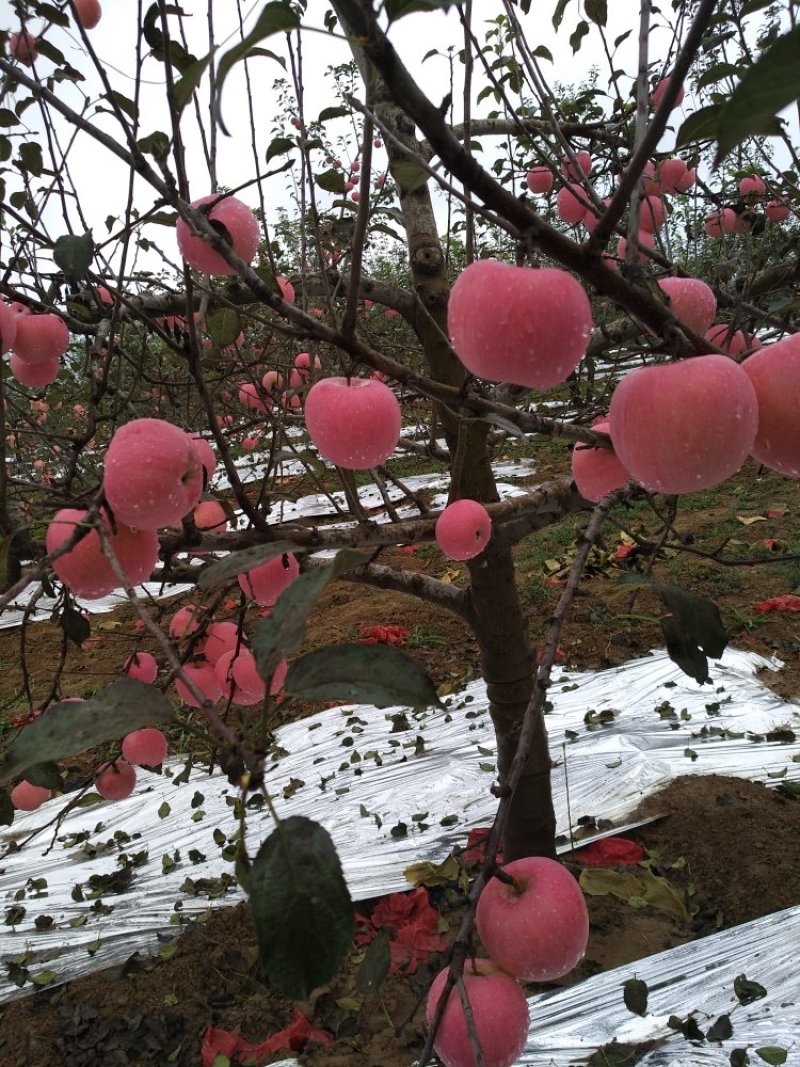 苹果